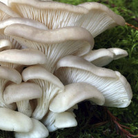 Как выращивать грибы вешенки в домашних условиях