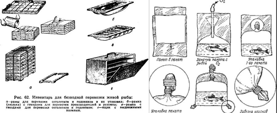 Как перевезти живую рыбу