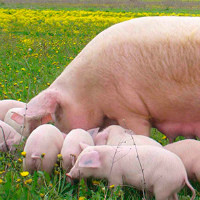 Содержание свиноматок (супоросных, холостых и подсосных)
