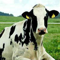 Содержание молочных коров в домашних условиях