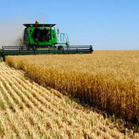 С января стоимость зерновых станет максимальной