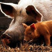 Опорос свиней в домашних условиях и период беременности