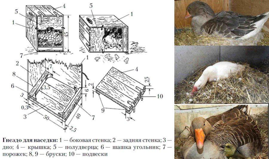 Гнездо для гусыни