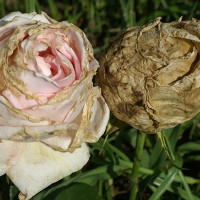 Обработка роз весной от болезней и вредителей
