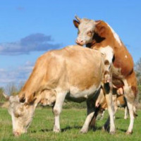 Осеменение коров и период беременности