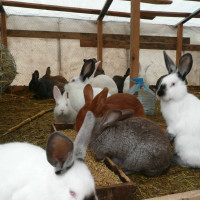 Содержание кроликов в домашних условиях