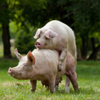 Признаки охоты и случка свиней