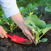 Выращивание белокочанной капусты в открытом грунте