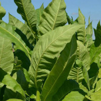 Выращивание табака в домашних условиях