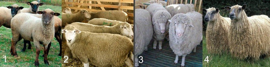 Какие породы овец и баранов бывают 