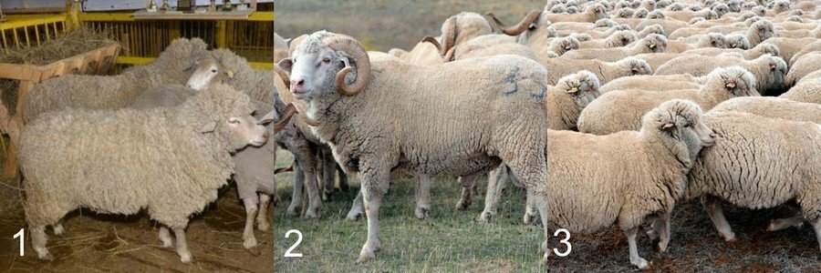 Какие породы овец и баранов бывают 