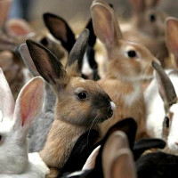 Породы кроликов с фотографиями и названиями