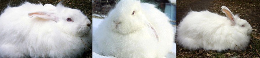 Белый пуховой кролик