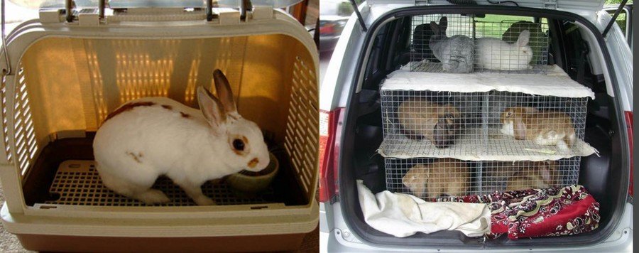Как перевозить кроликов