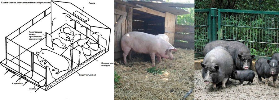 Кормление свиноматок в разные периоды 