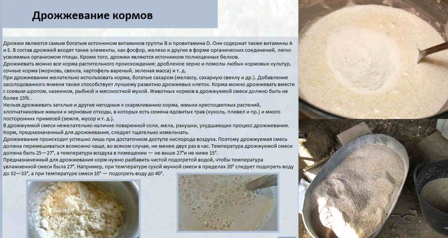 Дрожжевание кормов для свиней