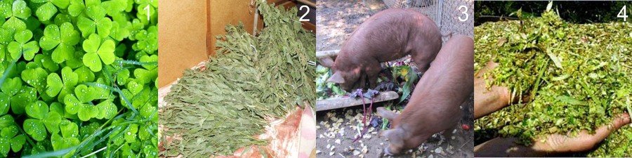Зеленые корма для свиней