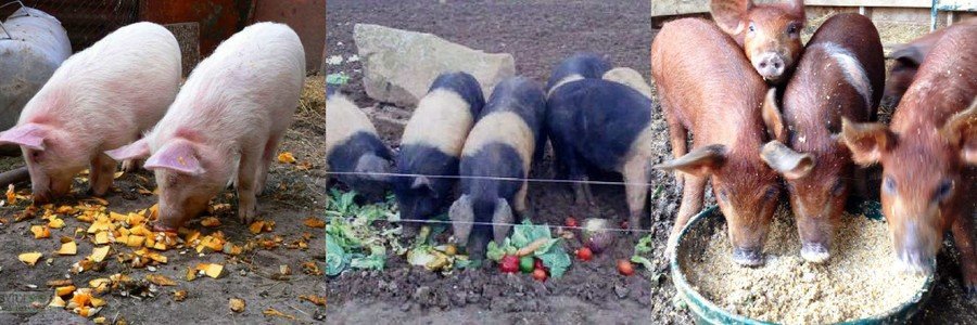 Корм для свиней 