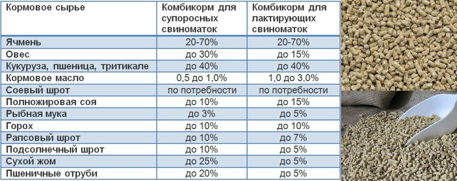 Кормление свиней комбикормом