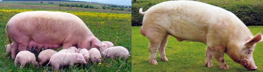 Порода свиней украинская степная