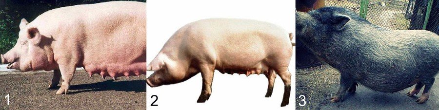 Универсальные породы свиней