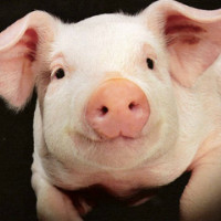 Болезни свиней и поросят - симптомы