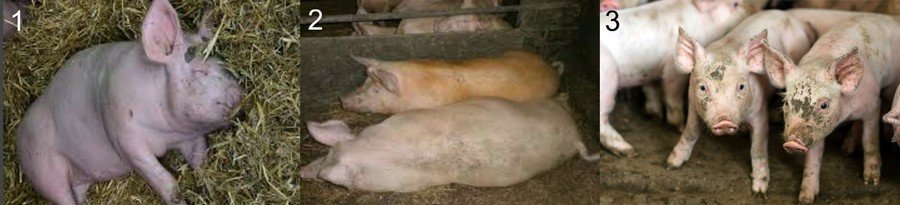 Незаразные болезни свиней