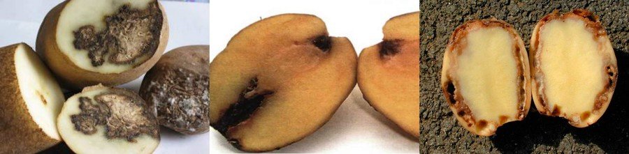 Бурая бактериальная гниль картофеля