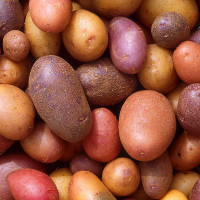 Основные сорта картофеля: описание и характеристика