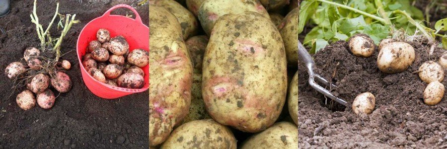 Луговской сорт картофеля