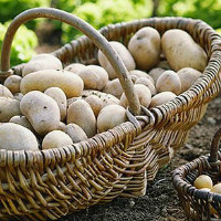 Как вырастить хороший урожай картофеля в домашних условиях