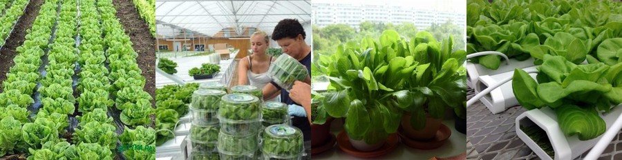 Как вырастить шпинат в домашних условиях