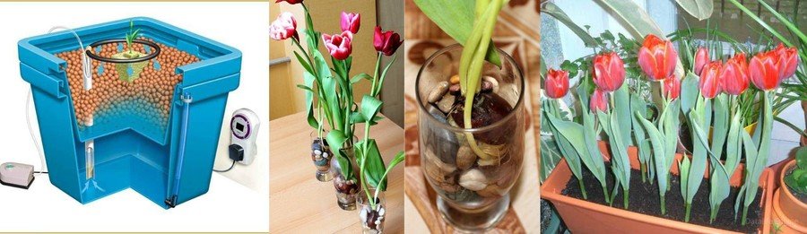 Влажное проращивание тюльпанов