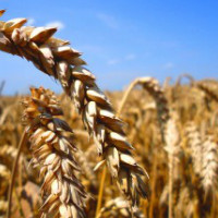 Германия начнет выращивать зерно в России