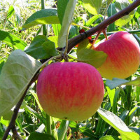 Как правильно посадить яблоню в домашних условиях
