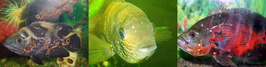 Основные болезни аквариумных рыб 