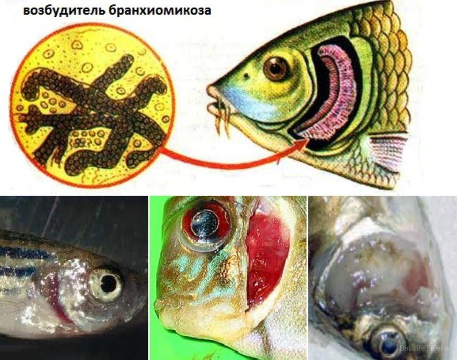 Основные болезни аквариумных рыб 
