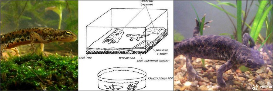 Тритон в аквариуме