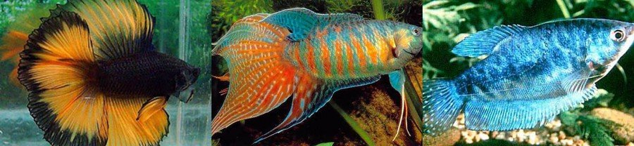 Какие бывают виды аквариумных рыб 