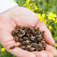 Пчелиный подмор: применение и лечебные свойства