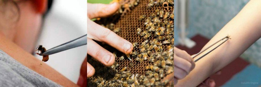Применение пчелиного яда в народной медицине