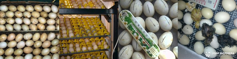 Инкубация утиных яиц в домашних условиях 
