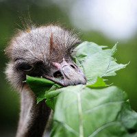 Чем питаются страусы