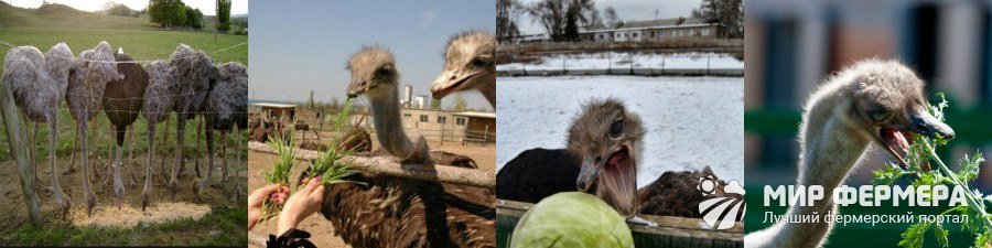 Что едят страусы
