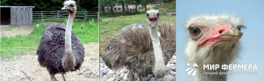 Дерматологические болезни страусов