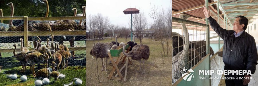 Профилактика болезней у страусов