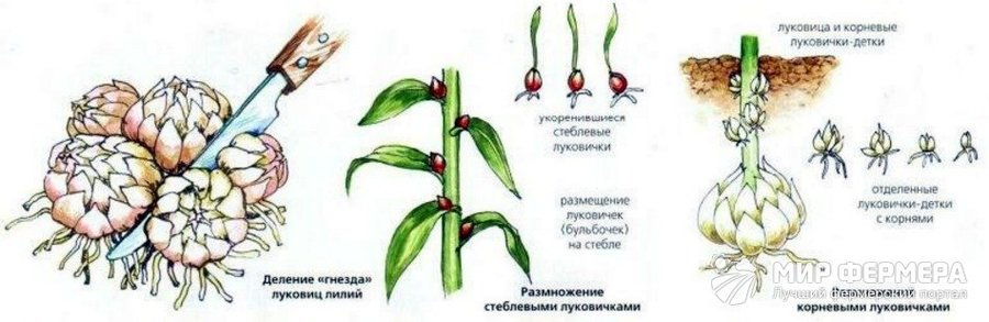 Способы размножения лилий