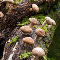 Выращивание грибов шиитаке в домашних условиях
