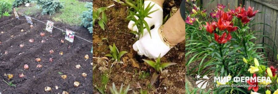 Выращивание лилий в открытом грунте