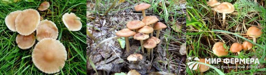 Луговые опята фото съедобных грибов